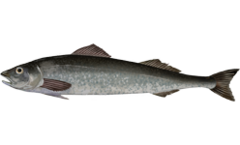 gindara sablefish